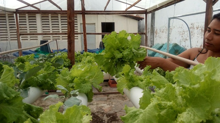 projeto parnaiba